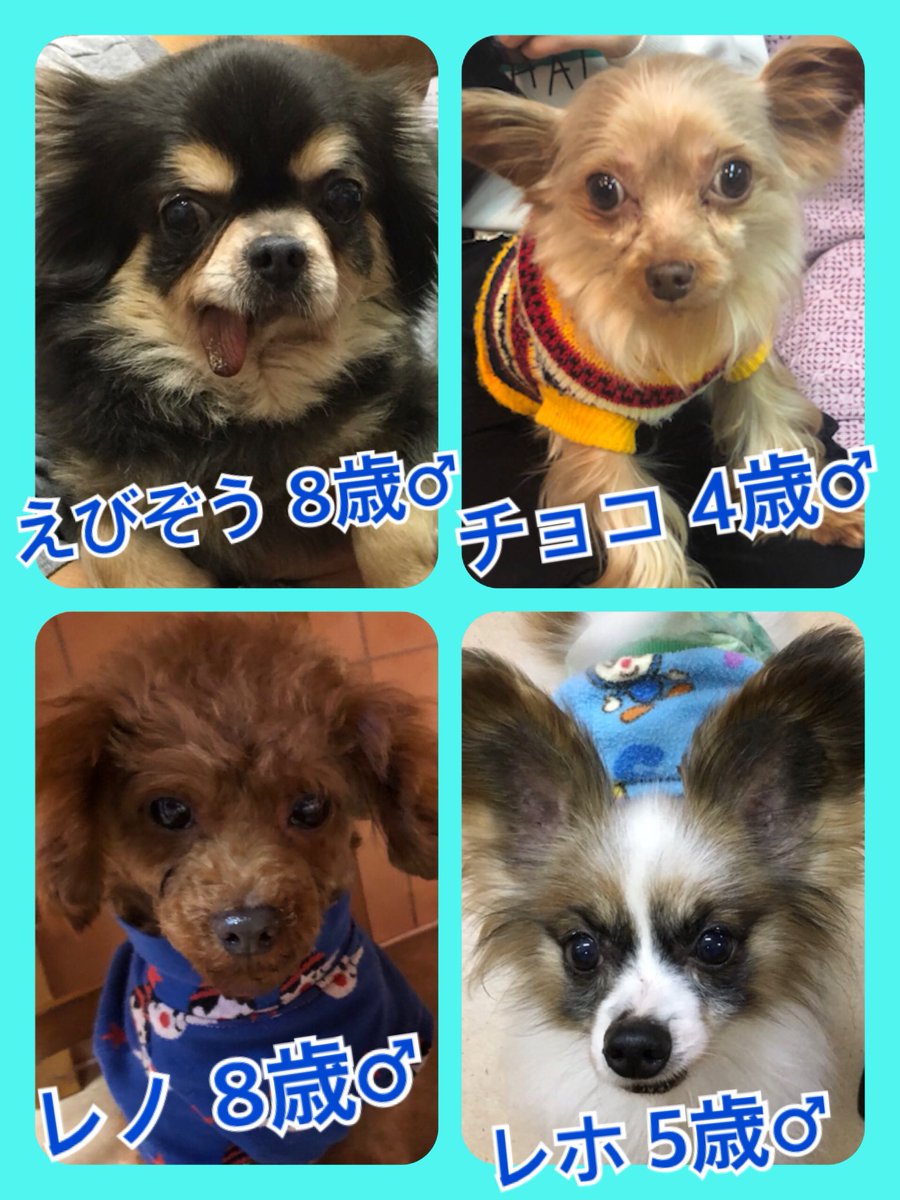 🐾今日の里親様募集中ワンコ🐶メンバーです🐾2019,12,8